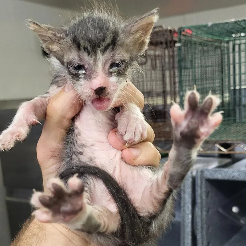 A baby small-sized female Domestic Short Hair cat named Scflstray for adoption in Lake Panasoffkee, FL