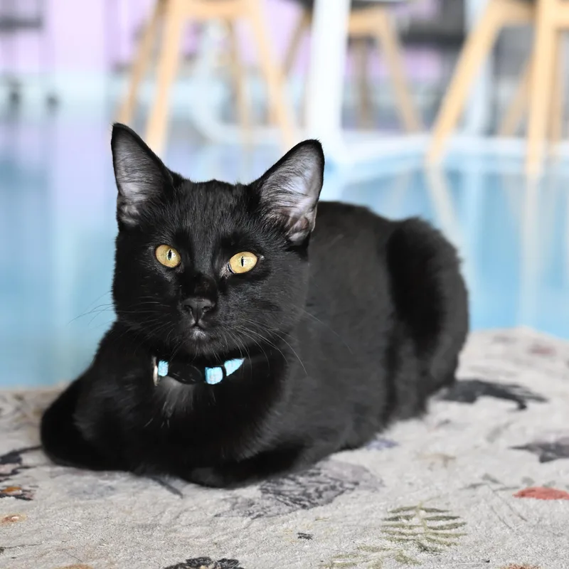 A baby medium-sized male Black Domestic Medium Hair cat named Shaboozy for adoption in Liverpool, TX