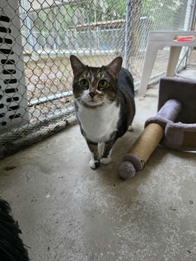 An adult large-sized female Tabby (Brown / Chocolate) Domestic Short Hair cat named Nicole for adoption in Umatilla, FL