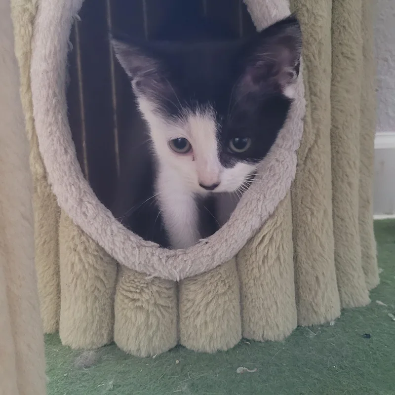 A baby small-sized female Black & White / Tuxedo Domestic Short Hair cat named Blast for adoption in Greenback, TN
