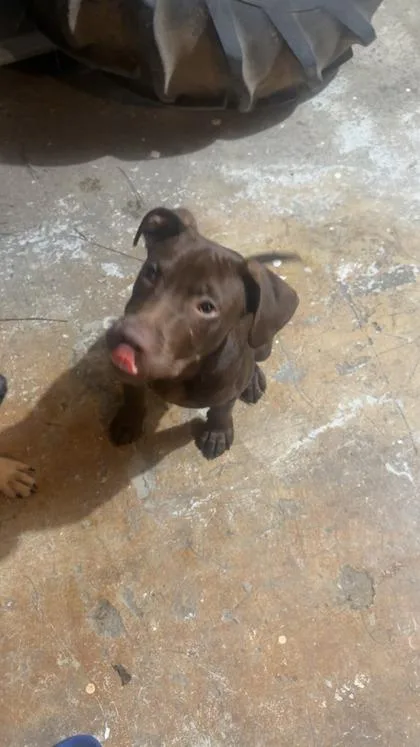 A baby small-sized male Mixed Breed dog named Cosmo for adoption in Atlanta, GA