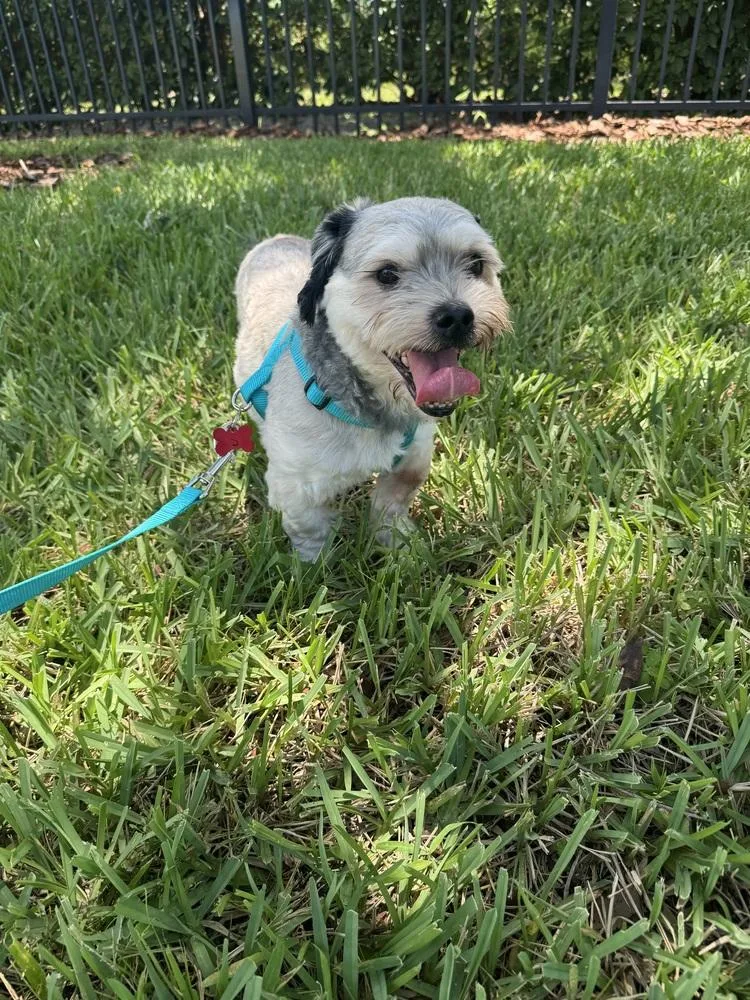 An adult small-sized male Tricolor (Brown, Black, & White) Shih Tzu dog named Colin for adoption in Orlando, FL