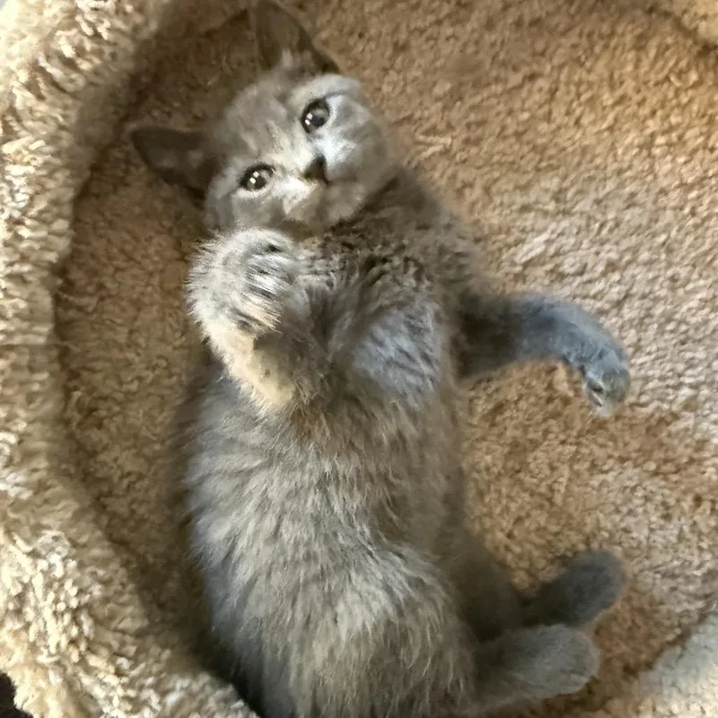 A baby small-sized female Gray / Blue / Silver Domestic Short Hair cat named Nellie for adoption in Flower Mound, TX