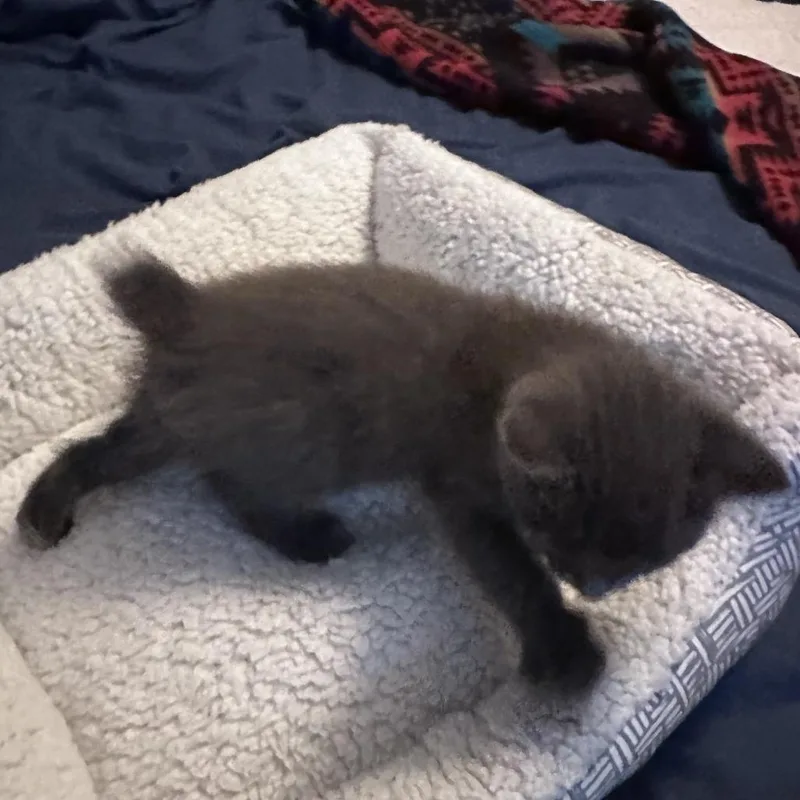 Nellie thumbnail 2