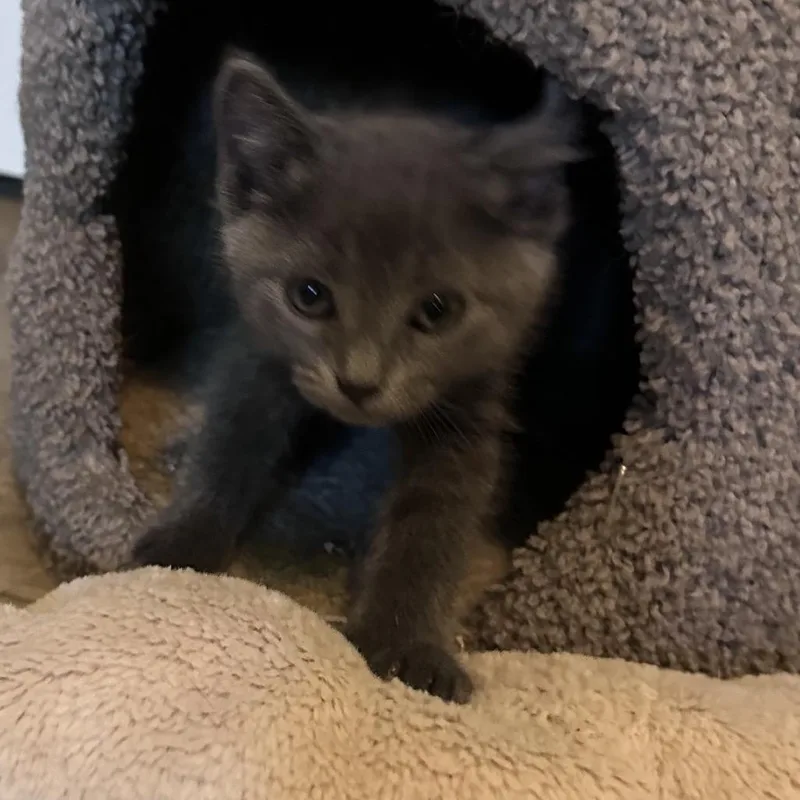 Nellie thumbnail 3