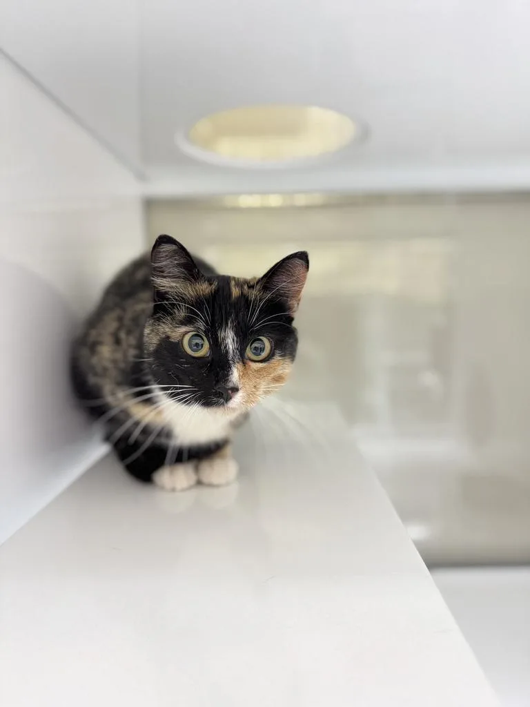 A young small-sized female Domestic Short Hair cat named Demi for adoption in Saint Paul, MN