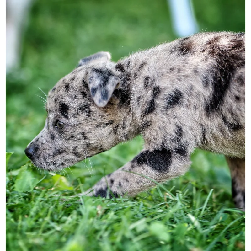 A baby medium-sized female Gray / Blue / Silver Australian Cattle Dog / Blue Heeler dog named Robyn for adoption in Abington, PA