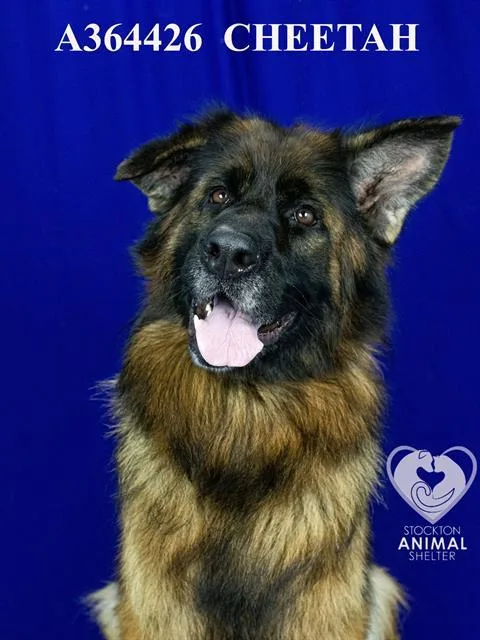 An adult large-sized female German Shepherd Dog dog named Anna for adoption in Stockton, CA