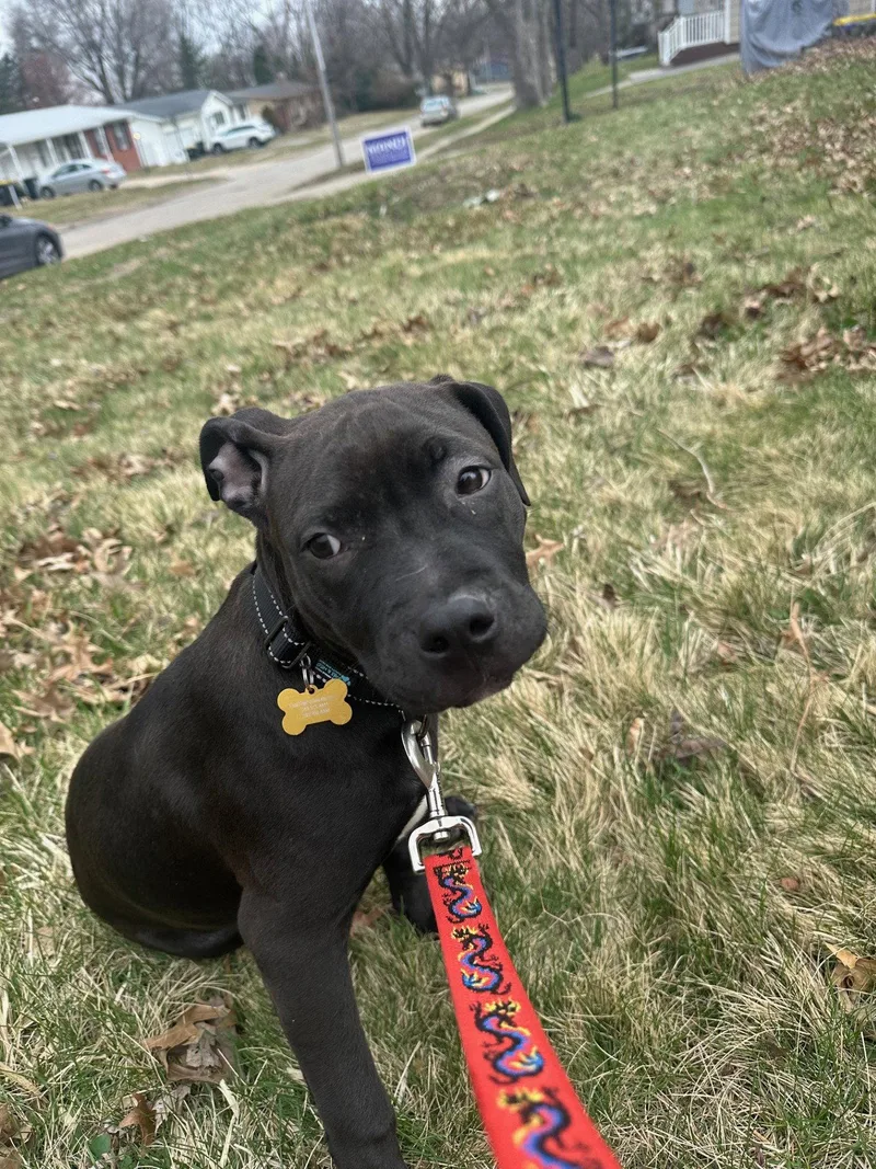 Snack Cake thumbnail 2