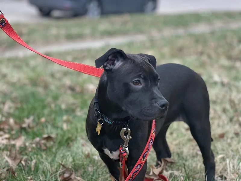 Snack Cake thumbnail 3