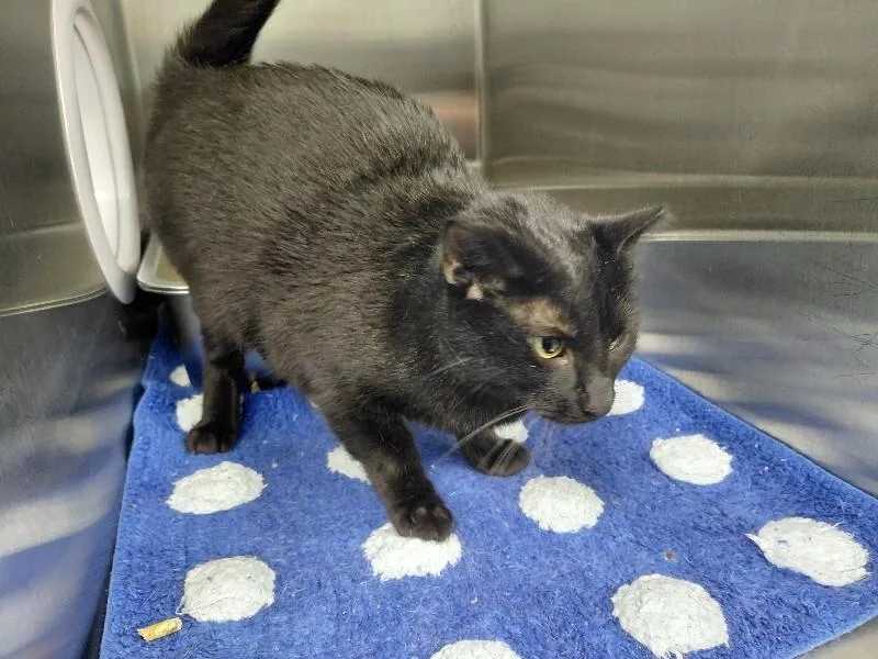 A young medium-sized female Black Domestic Short Hair cat named Britta for adoption in bellefontaine, OH