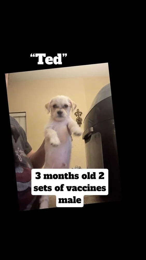 Ted