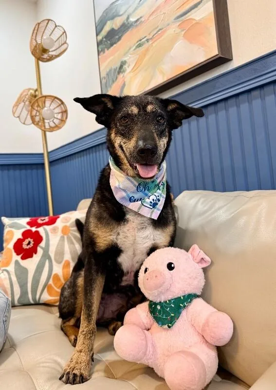 An adult medium-sized female Black German Shepherd Dog dog named Raya Everly The Love for adoption in Friendswood, TX