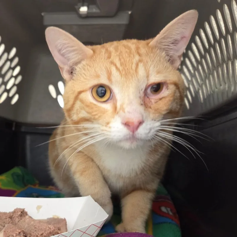 A young large-sized male Orange / Red Domestic Short Hair cat named Pumpkin for adoption in Chattanooga, TN