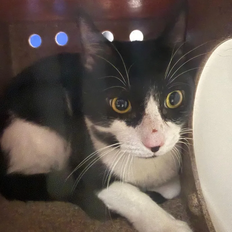 A baby medium-sized male Black Domestic Short Hair cat named Pancake for adoption in Newark, NJ