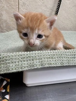 A baby small-sized female Domestic Short Hair cat named Sasha for adoption in Honolulu, HI