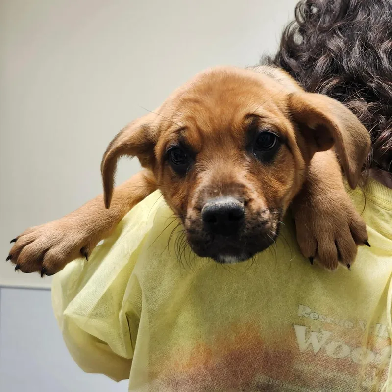 A baby small-sized female Brown / Chocolate Boxer dog named Cloud Jumper for adoption in Novelty, OH