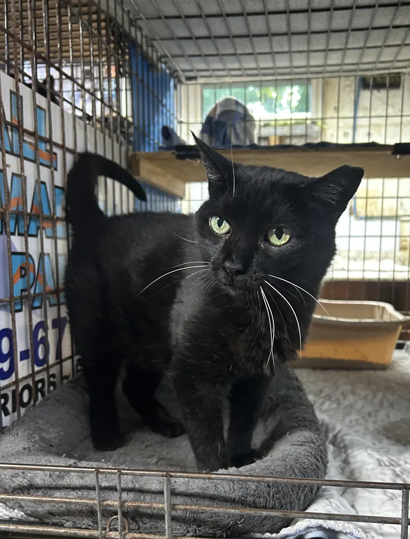 An adult medium-sized female Black Domestic Short Hair cat named Francy for adoption in Avon Lake, OH