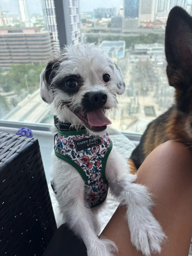 A young small-sized female White / Cream Mixed Breed dog named Wiggles for adoption in Miami, FL