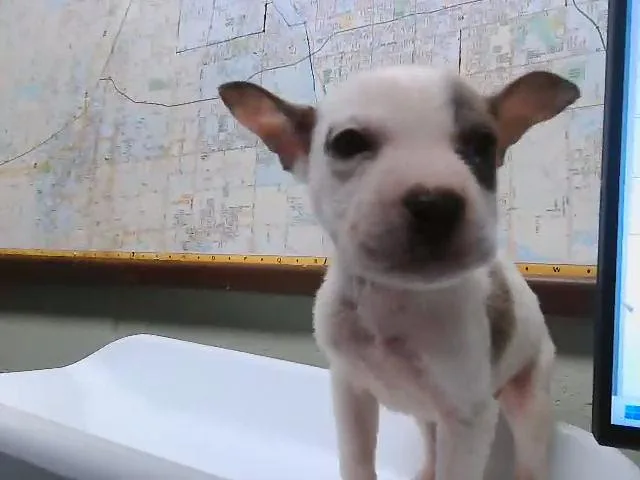 A baby small-sized female Pit Bull Terrier dog named Lucy for adoption in Tulsa, OK