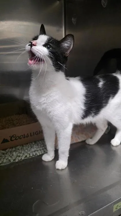 An adult medium-sized female Domestic Short Hair cat named Hali for adoption in Clinton, MO