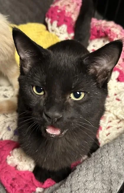 An adult small-sized female Domestic Short Hair cat named Cheryl for adoption in Phoenix, AZ