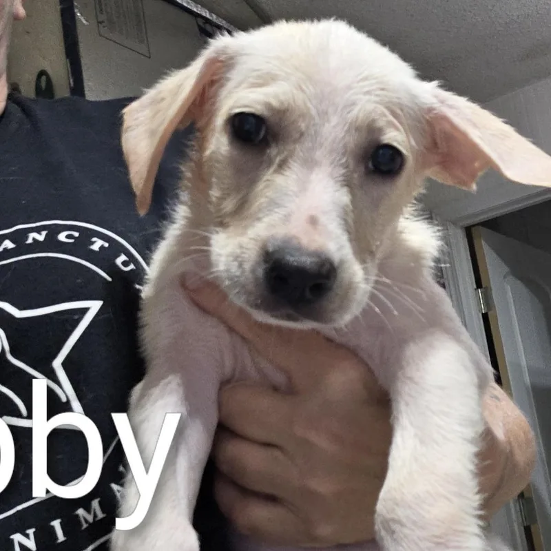 A baby small-sized female Labrador Retriever dog named Abilene for adoption in Oxford, ME