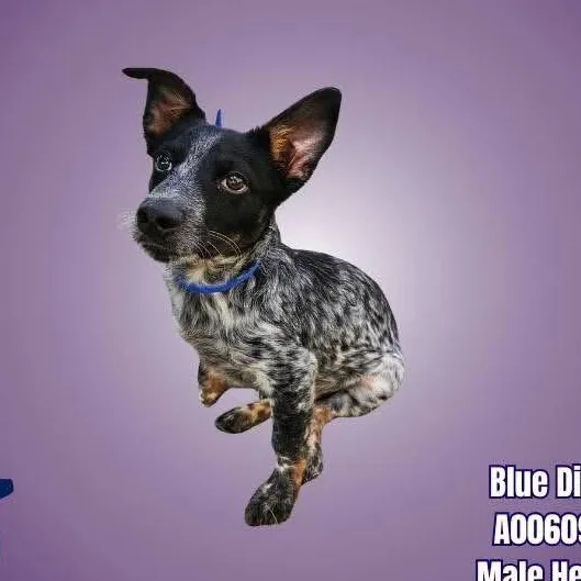 A baby medium-sized male Australian Cattle Dog / Blue Heeler dog named Blue Diamond for adoption in Boise, ID