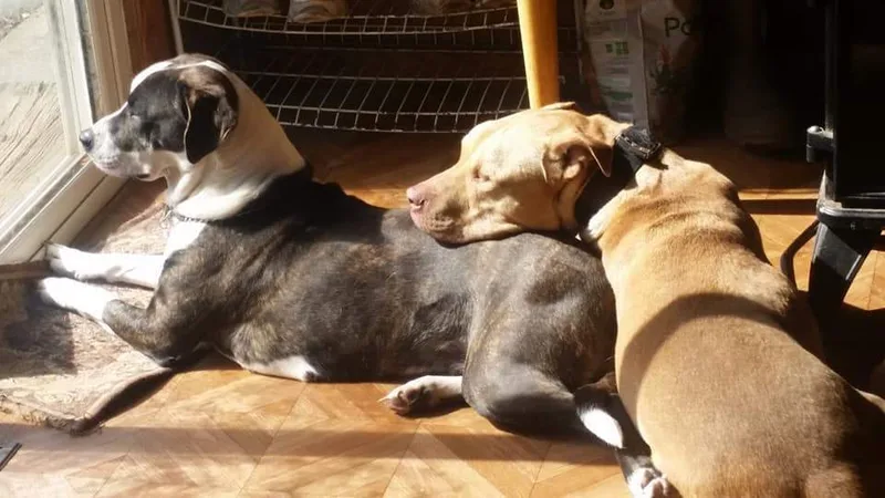 Harley  Lake Village thumbnail 3