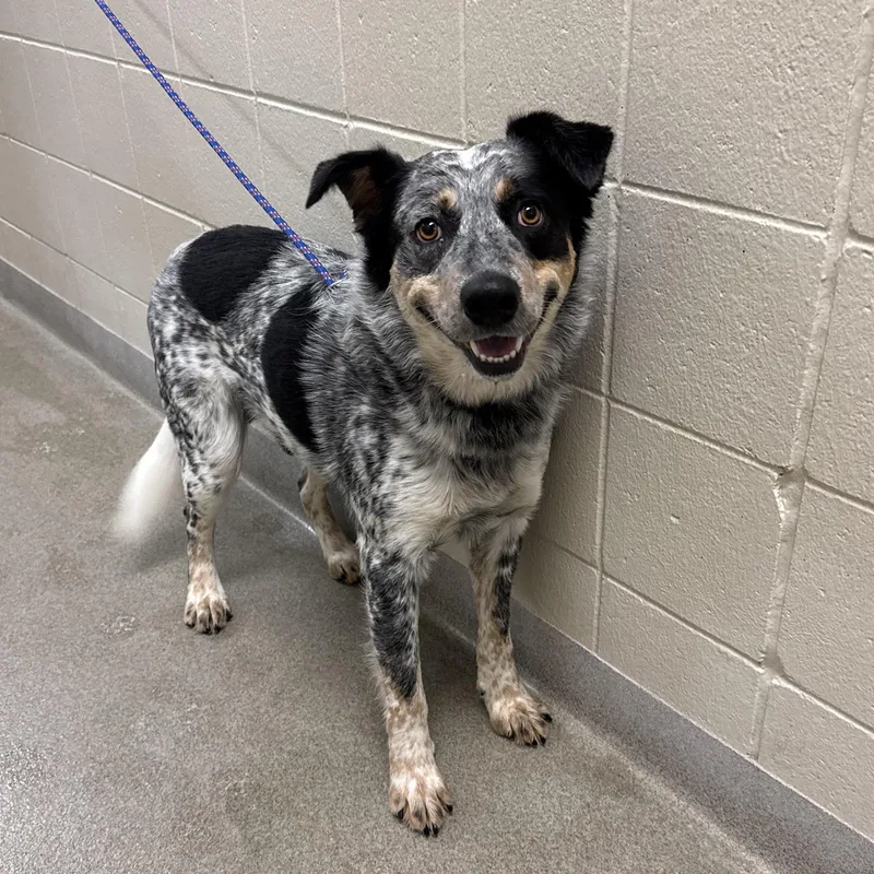 An adult medium-sized male Australian Cattle Dog / Blue Heeler dog named Deacon for adoption in Kearney, NE