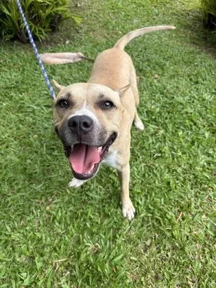 An adult medium-sized female Pit Bull Terrier dog named Rosebud for adoption in Honolulu, HI