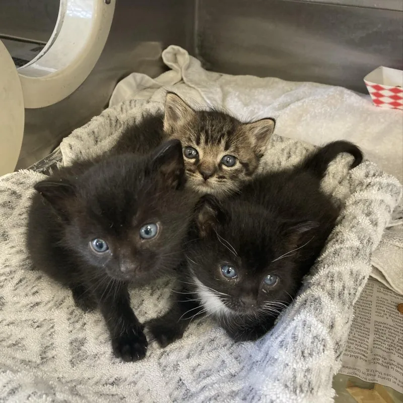 A baby small-sized male Black Domestic Short Hair cat named Kay for adoption in Hawthorne, CA