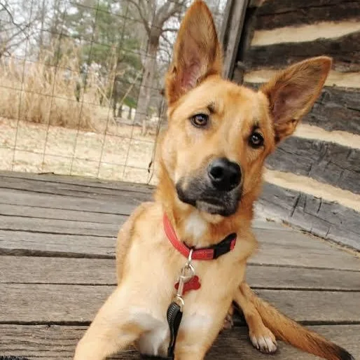 Chocolate Chip thumbnail 2