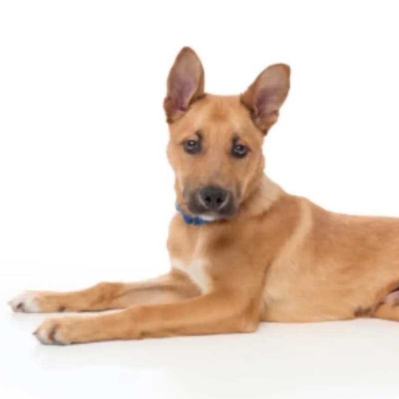 Chocolate Chip thumbnail 4