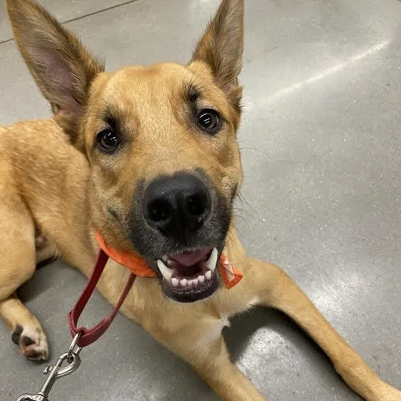 Chocolate Chip thumbnail 5