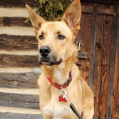 Chocolate Chip thumbnail 6