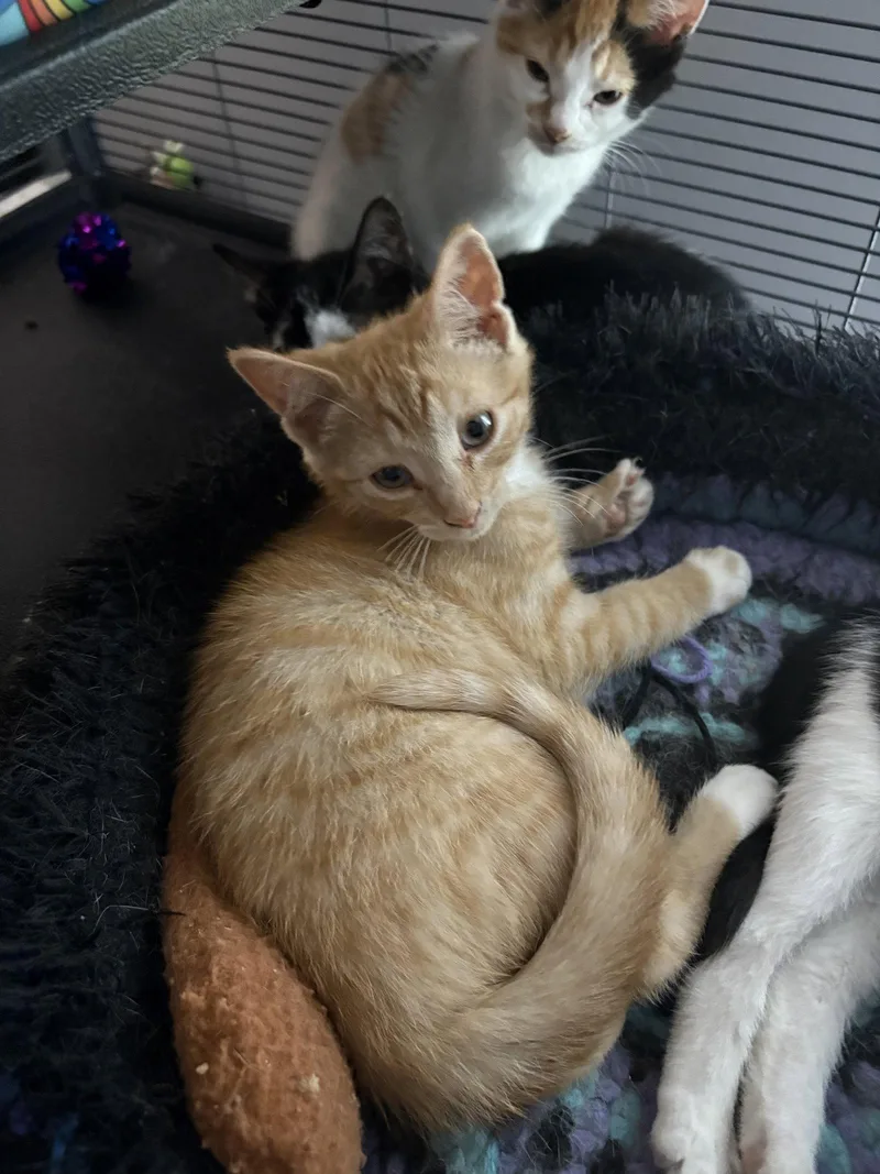 A young medium-sized male Domestic Short Hair cat named Hank for adoption in Trexlertown, PA