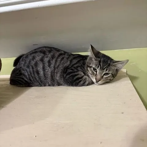 A baby medium-sized male Tabby (Buff / Tan / Fawn) Domestic Short Hair cat named Gian Carlo for adoption in East Brunswick, NJ