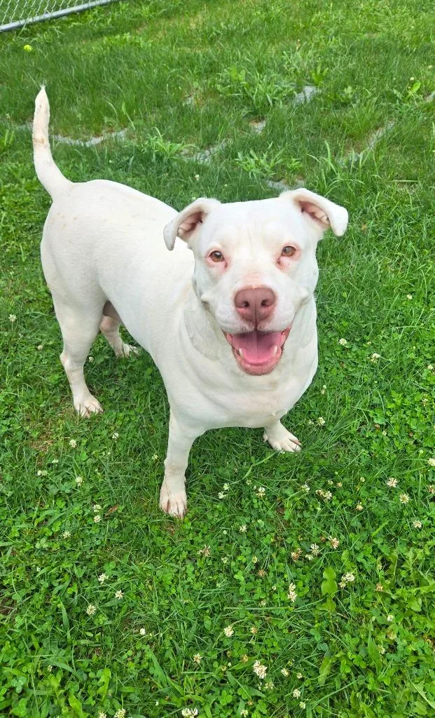 An adult large-sized female Pit Bull Terrier dog named Zelda Yrly for adoption in Sidney, OH