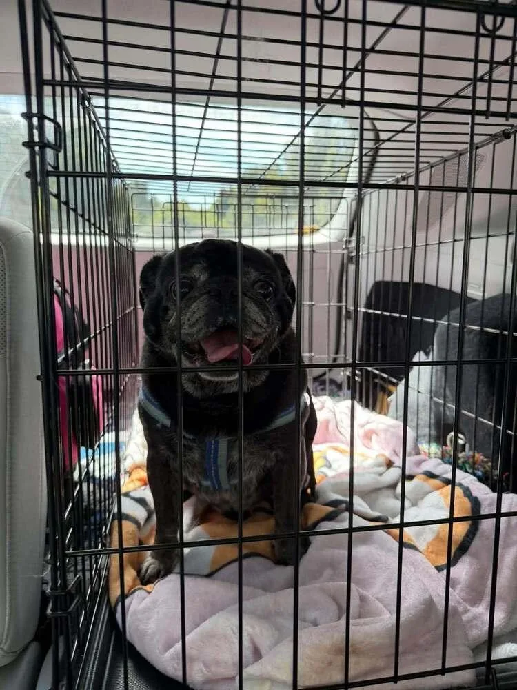 A senior medium-sized male Black Pug dog named Cent  Curtis for adoption in Eagle, ID