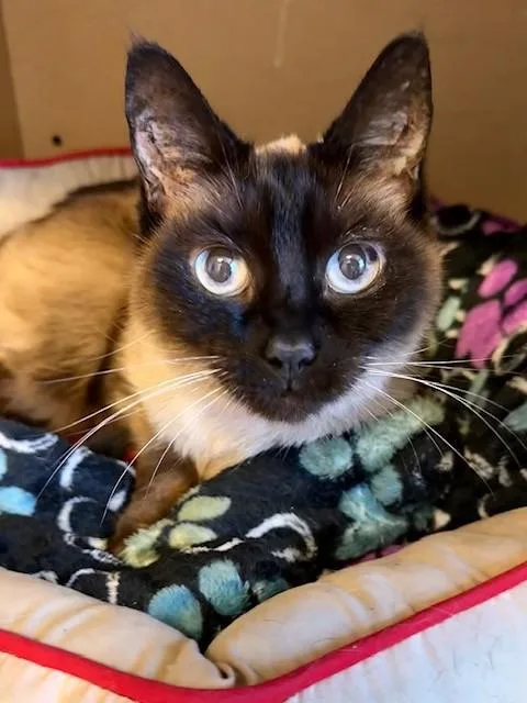 A senior medium-sized female Seal Point Siamese cat named Tiffaney for adoption in Medina, OH