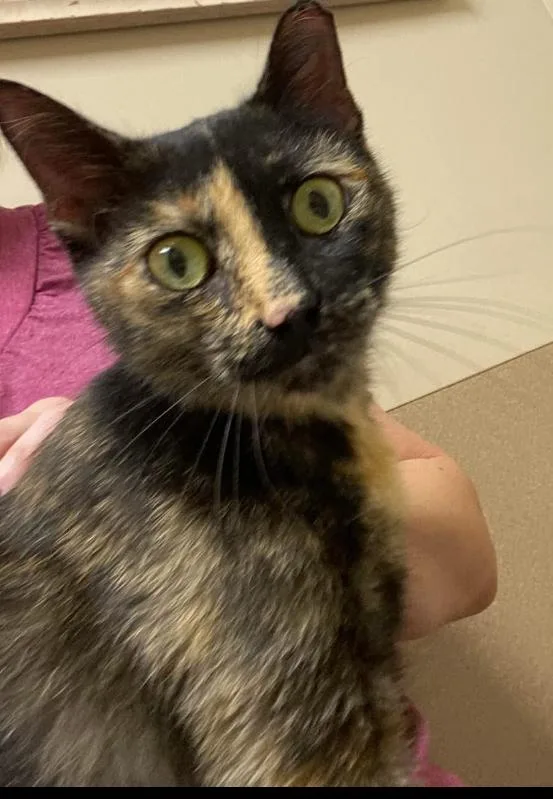 A young small-sized female Brown / Chocolate Domestic Short Hair cat named Heavyn for adoption in Elyria, OH