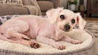 A senior small-sized female Miniature Poodle dog named Ivy for adoption in Tifton, GA