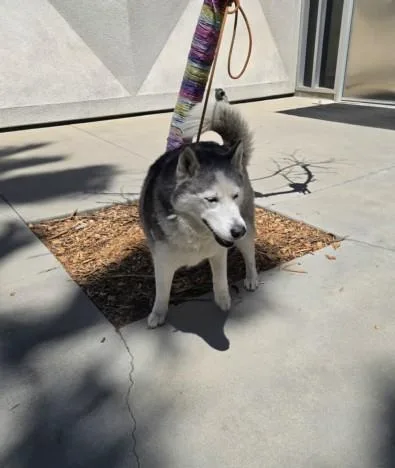 An adult large-sized female Siberian Husky dog named Harper for adoption in San Pedro, CA