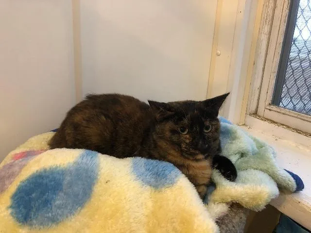 An adult large-sized female Domestic Short Hair cat named Bam Bam for adoption in Bourbonnais, IL
