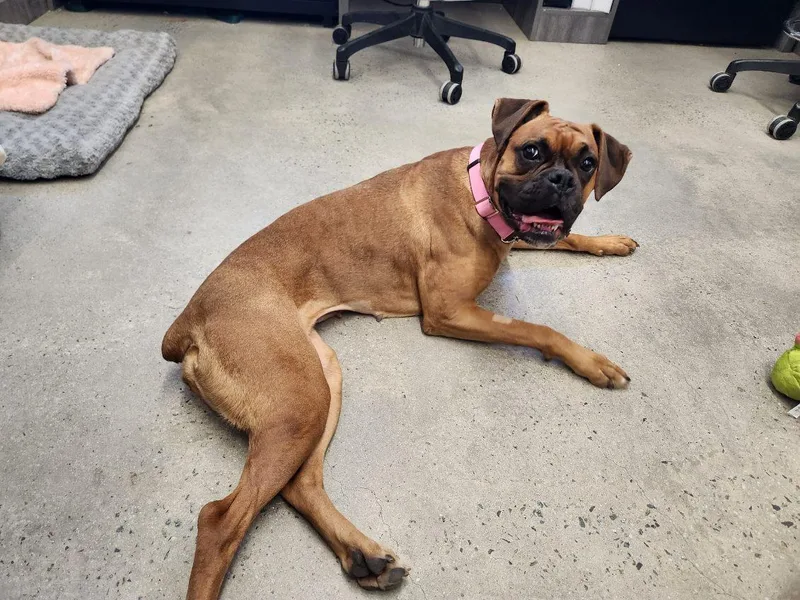 An adult medium-sized female Golden Boxer dog named Emma for adoption in New Rochelle, NY