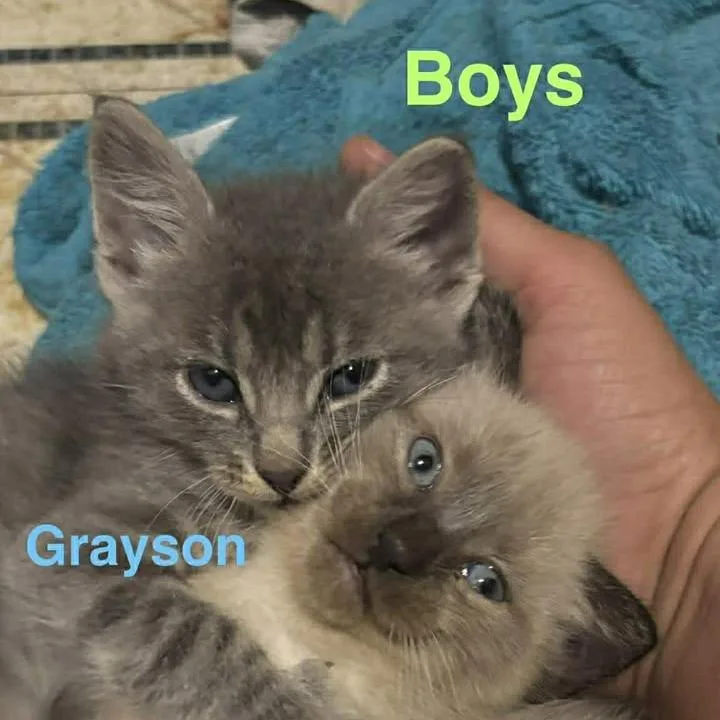 A baby small-sized male Gray / Blue / Silver Domestic Short Hair cat named Grayson for adoption in Madison, WI
