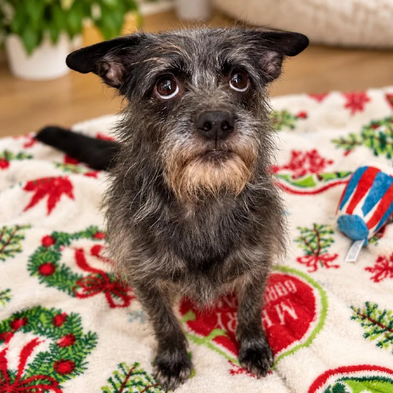 An adult small-sized female Cairn Terrier dog named Brandy for adoption in Hopkinton, MA