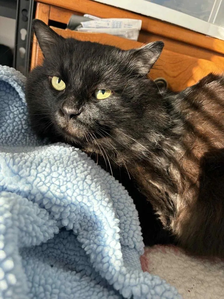 A young small-sized male Domestic Long Hair cat named Tayo for adoption in Gorham, ME