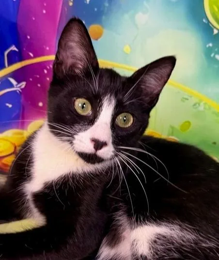 A baby medium-sized female Black & White / Tuxedo Domestic Short Hair cat named Lucy for adoption in Salinas, CA